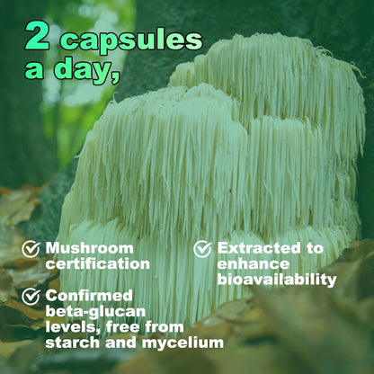 Lion's Mane Mushroom Extract - Brain Focus & Clarity Supplement
